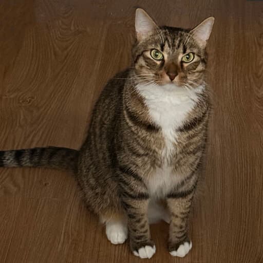 cat before